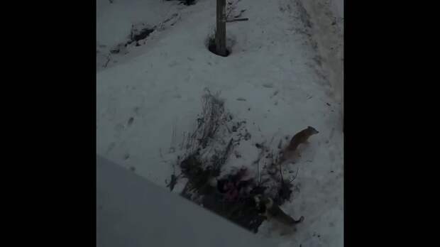 Девочка чудом отбилась от стаи собак: заведено уголовное дело. В Чайковском (Пермский край) 22 марта за ребенком погнались бездомные псы. Криками ей у...