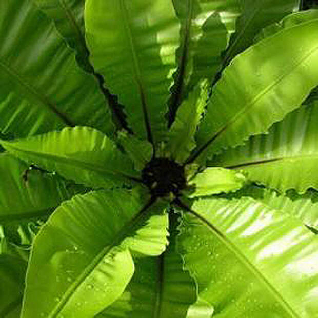 Асплениум — Asplenium (розетка)