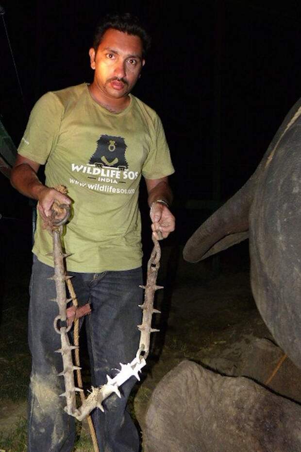 50 лет этот слон провел на цепи. Когда волонтеры пришли его спасать, животное заплакало…