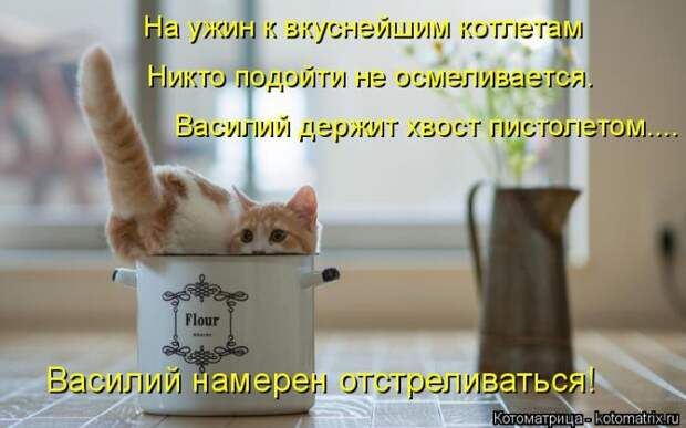 Лучшие котоматрицы недели (50 фото)
