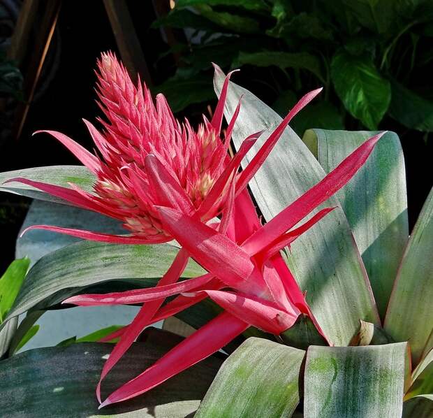 Еще одна бромелия