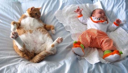 Самые мимишные животные животные, зверушки, фото приколы