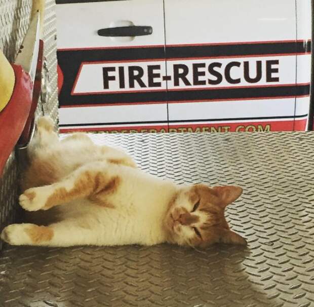 "Следователь по поджогам". Бродячая кошка обрела дом на пожарной станции