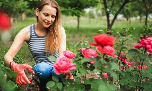 Ваш участок утонет в цветах: 5 способов оживить розы после зимовки