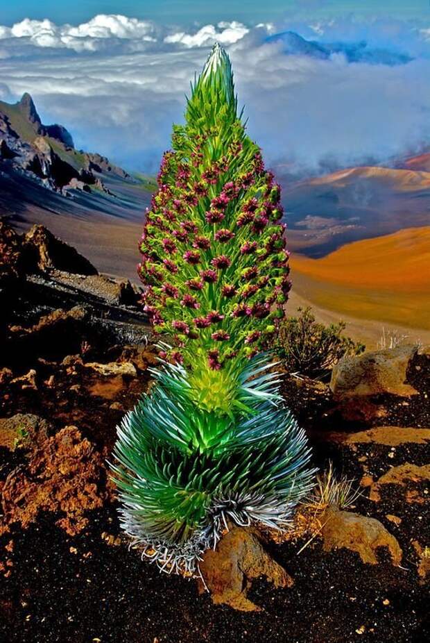 Этот красивый цветок в Белуджистане называется Золотым павлином, или цветком Таусса невероятное, растения, удивительное, факты, флора