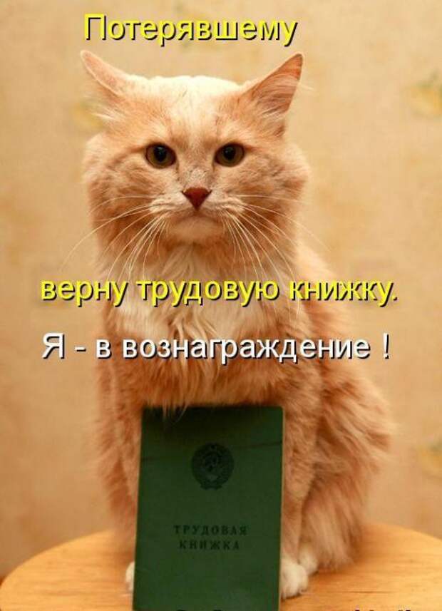 Усатый и хвостатый (котоматрица)