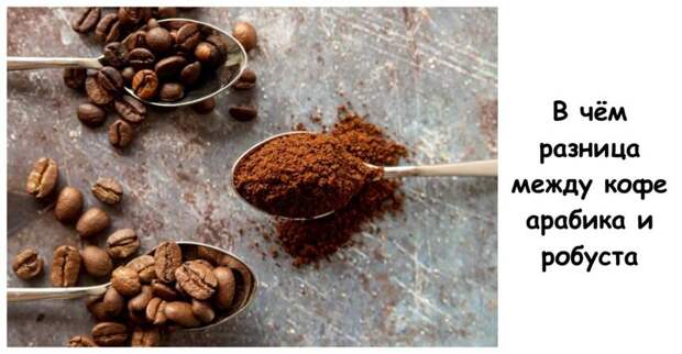 В чём разница между кофе арабика и робуста