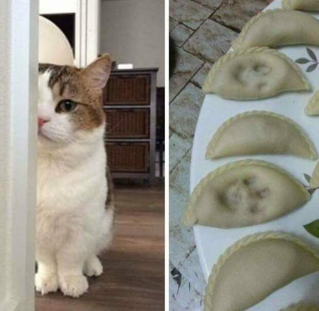 20+ котов-преступников, которых мы уже простили