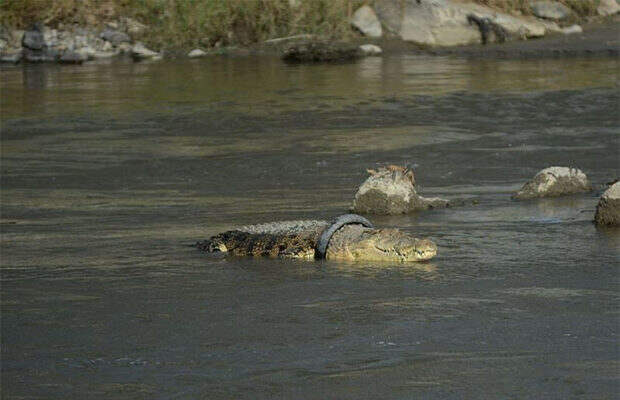 крокодил_4