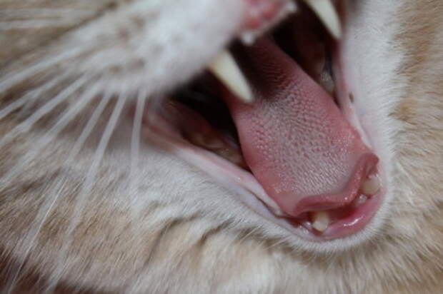 Cat Teeth