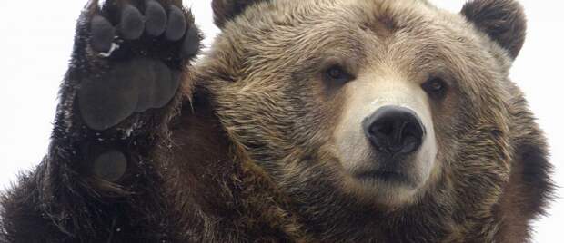 В России медведь разгуливал по детской площадке (ВИДЕО)