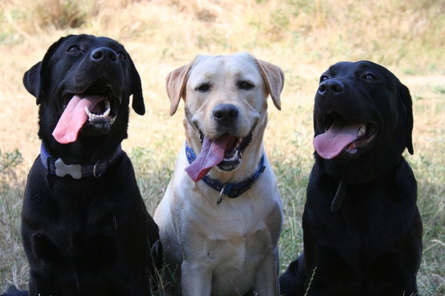 labrador4ik