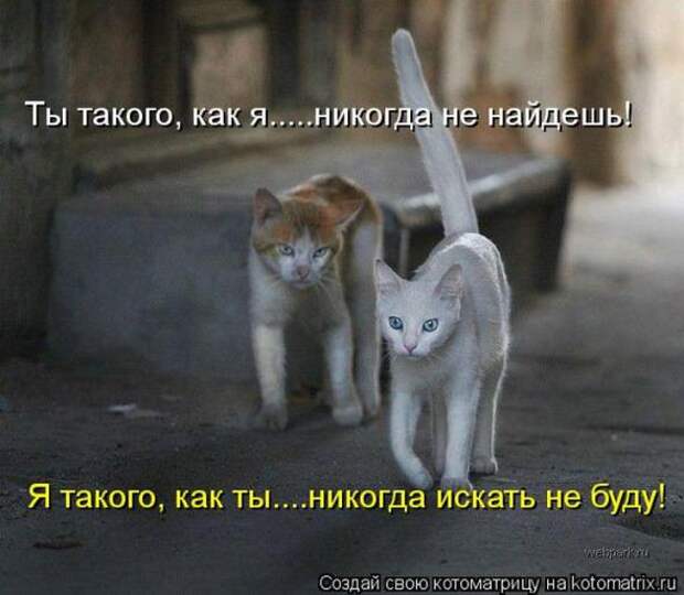 Котоматрицы(картинки с надписями)