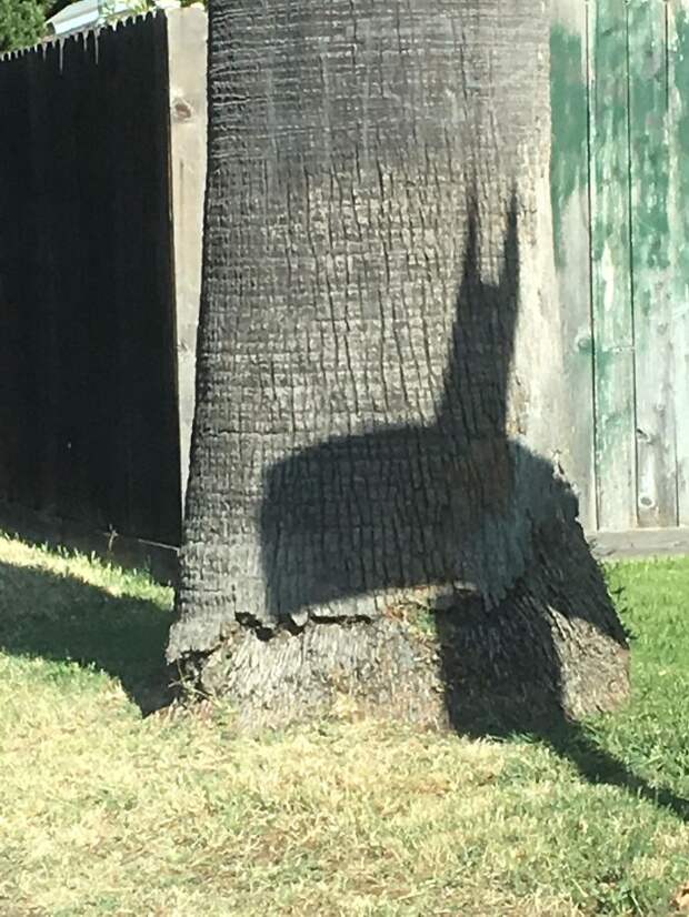 These Street Signs Stacked On Top Of Each Other Made A Shadow That Looks Like Batman