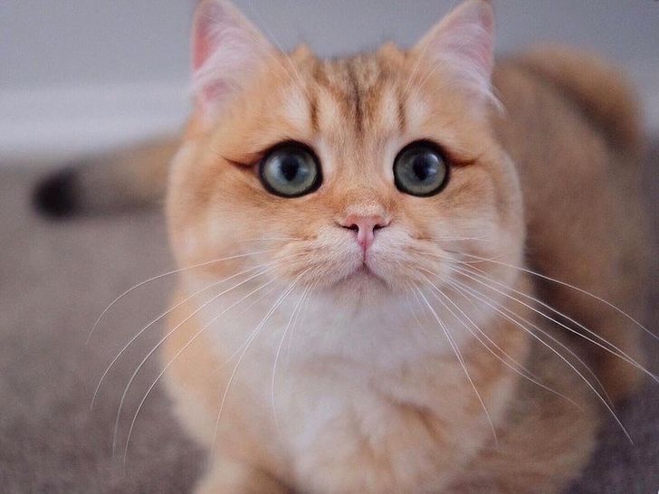 21 фото животных, в которых мы узнали себя