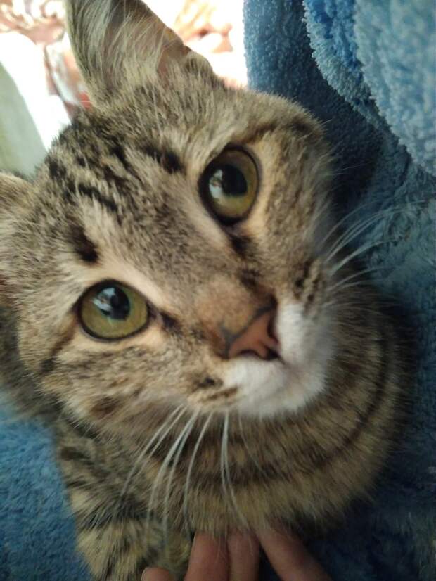 кошка