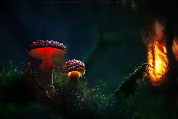 Грибы в фотографиях Martin Pfister Грибы в фотографиях Martin Pfister