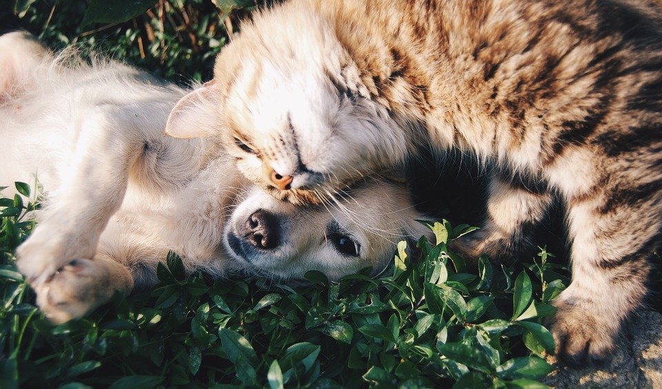 Друзья, Кошка И Собака, Домашние Животные, Кошка