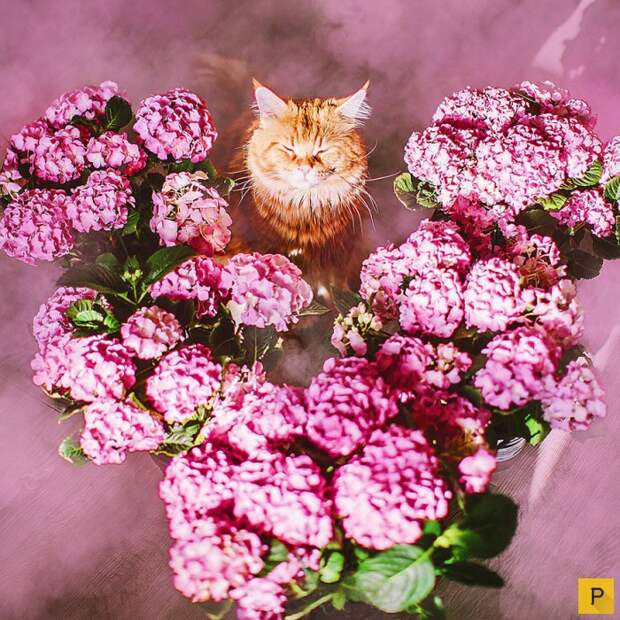 Роскошный рыжий кот по имени Котлета (27 фото) Роскошный рыжий кот по имени Котлета (27 фото)