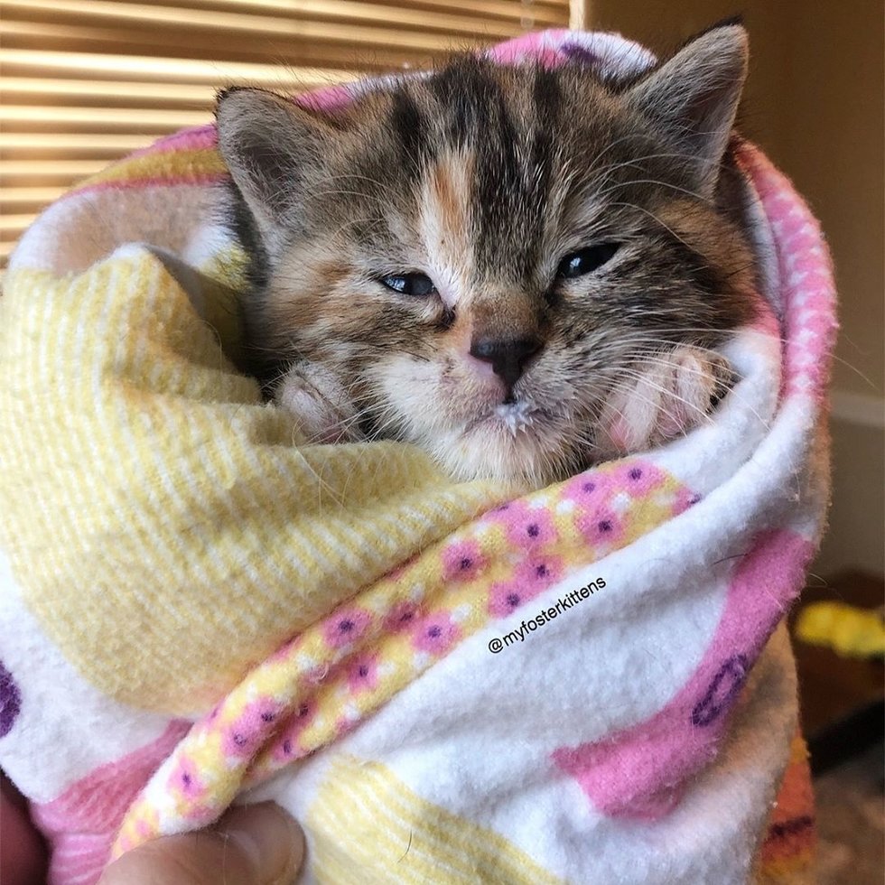 помощь котенку котенок в одеяле