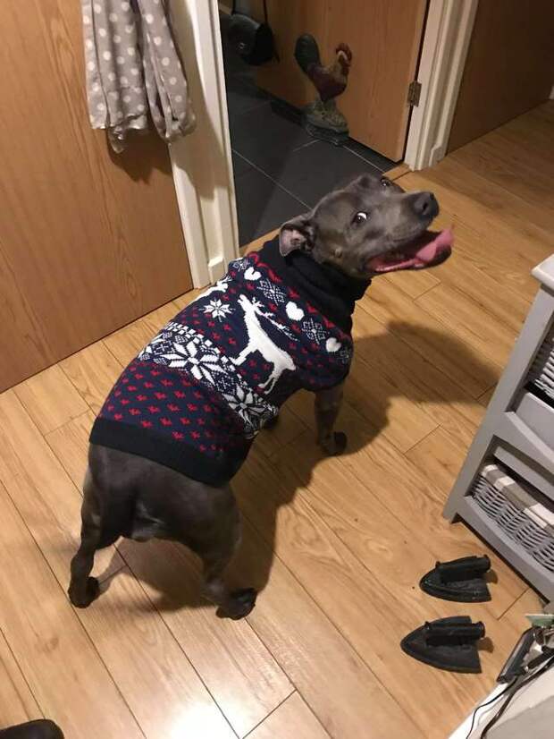 собака в свитере
