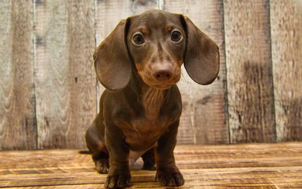 Ветеринар назвал семь худших пород собак для новичков