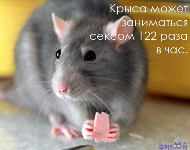 Интересные факты в картинках (47 фото)