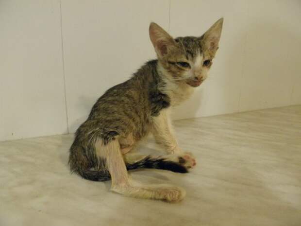 Котята худые что делать. Худой котенок. Худенькая кошечка. Худая кошка. Котята худые что делать.