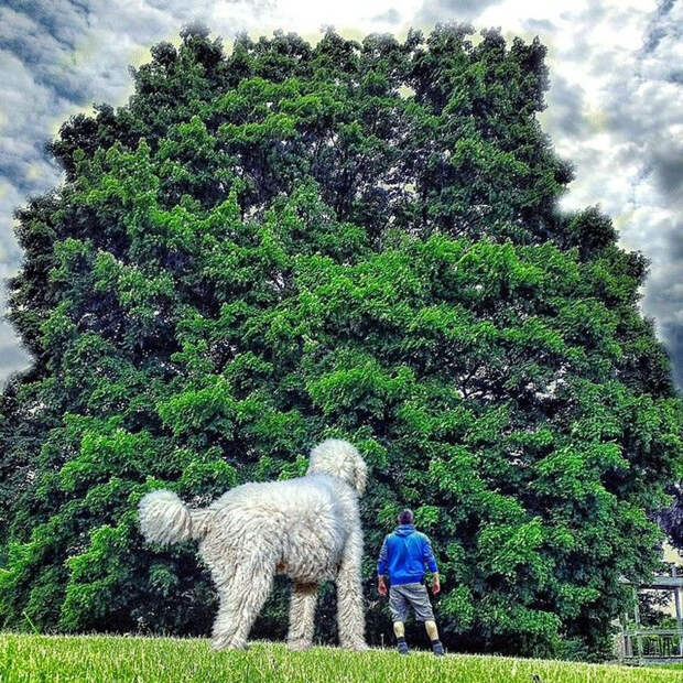 фотограф показал собаку-гиганта