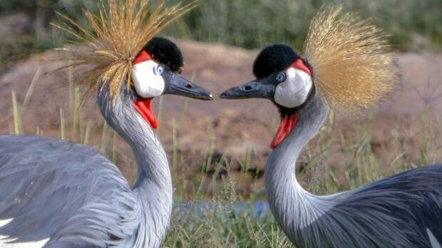 Венценосный журавль / Фото: Евгений Борисов
