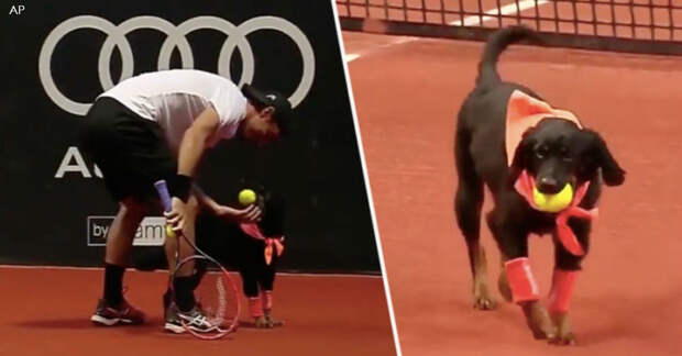 Собак из приюта научили носить мячики на теннисном турнире - и эта идея захватывает мир!