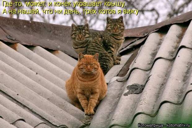 Лучшие котоматрицы недели (50 фото)