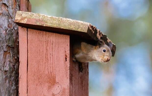 Антициклон принёс солнце в Петербург