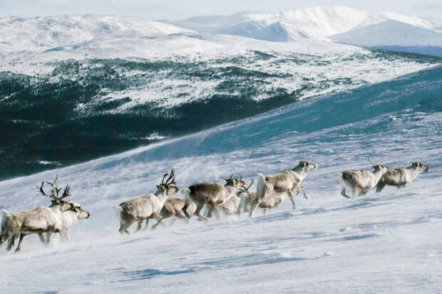 Зачем ненцы носят оленью шкуру мехом внутрь: научный секрет самой теплой одежды в мире