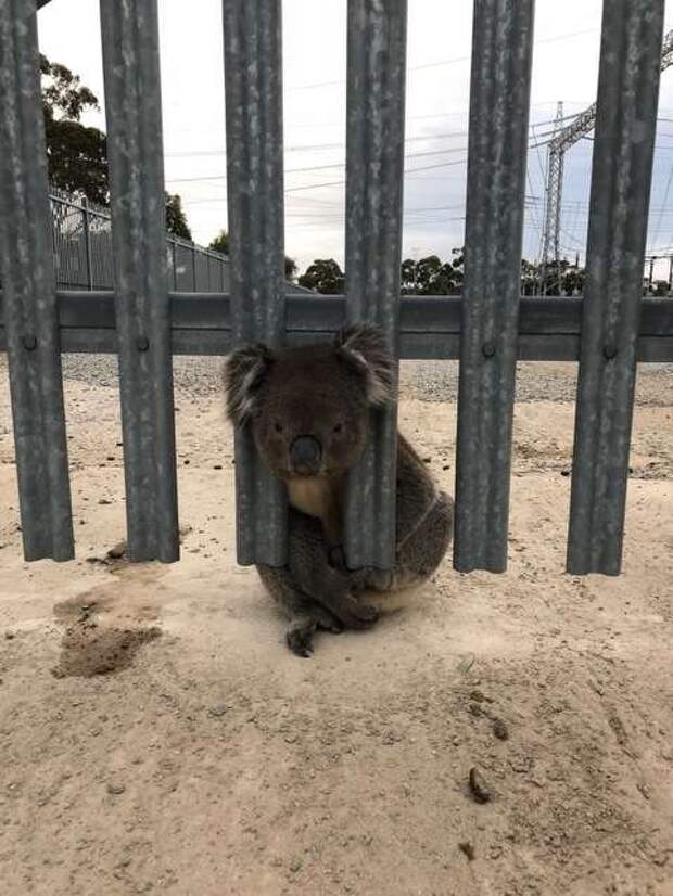 коала застряла в заборе
