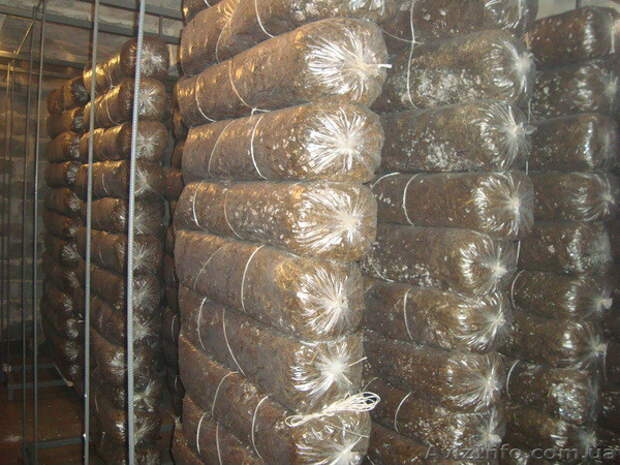 После зараженный субстрат пакуют в целофанновые мешки и отправляют отдыхать на 14-30 дней (в зависимости от штамма и климата) в инкубационное помещение вешенки, грибы