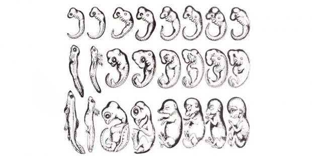 Человеческий зародыш в утробе матери не повторяет стадии эволюции своего вида