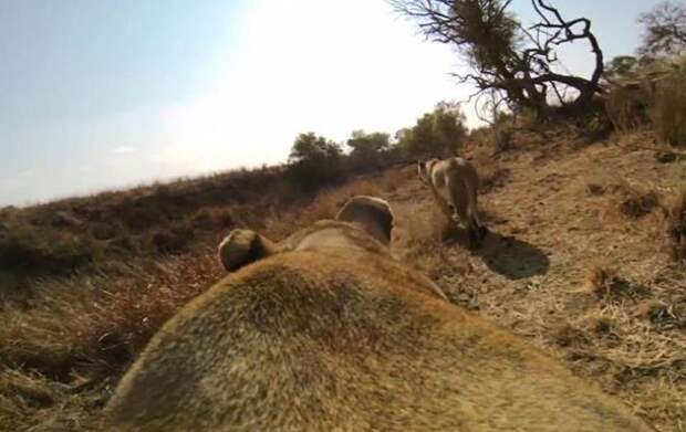 Львиная охота от первого лица: видео взорвало интернет