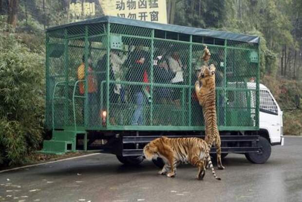 Правильный зоопарк в Китае открылся. 01