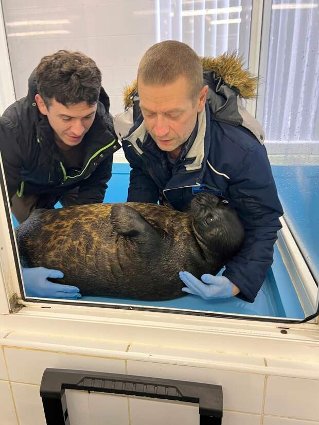 Нерп Крошика и Шлиссика перевели в уличный бассейн