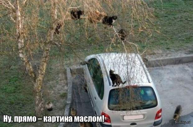 Весна уже пришла? Или пока еще нет? (23 фото)