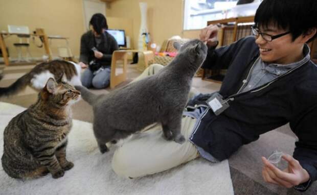 Кафе в Японии, где кошки свободно гуляют, развлекая посетителей своими играми или успокаивающим мурчанием.