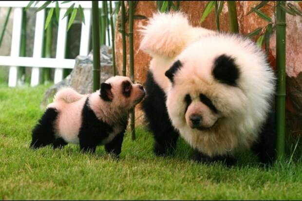 Новая панда (5 фото)