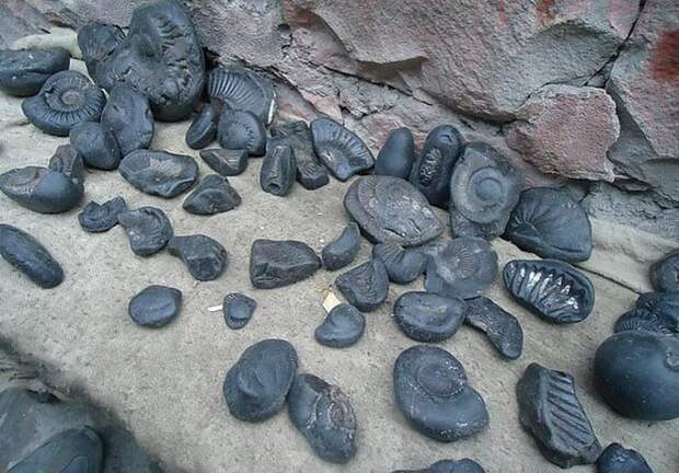 Каменные чакры Вишну, которые нашли в Непале