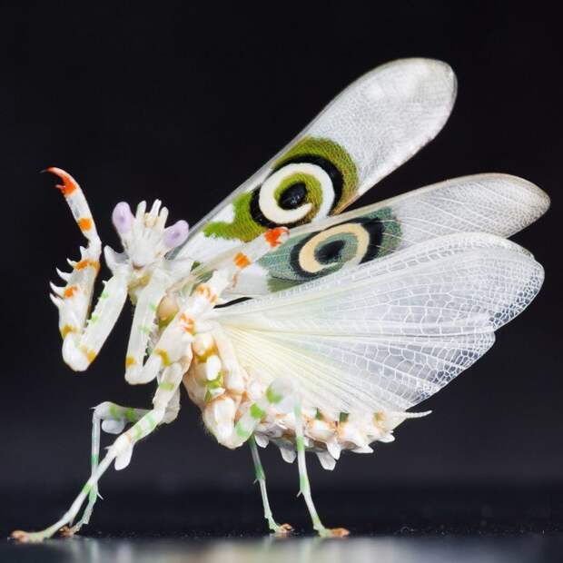 Необычные насекомые нашей планеты