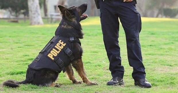 Собака полицейский