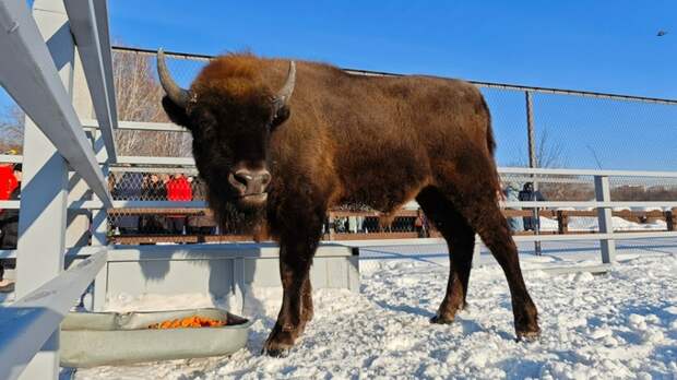В Барнаульском зоопарке рассказали, как зубр Мурашик справится с надвигающимися морозами