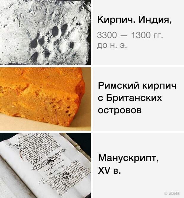 15 безумных котов, которые плевать хотели на ваш авторитет