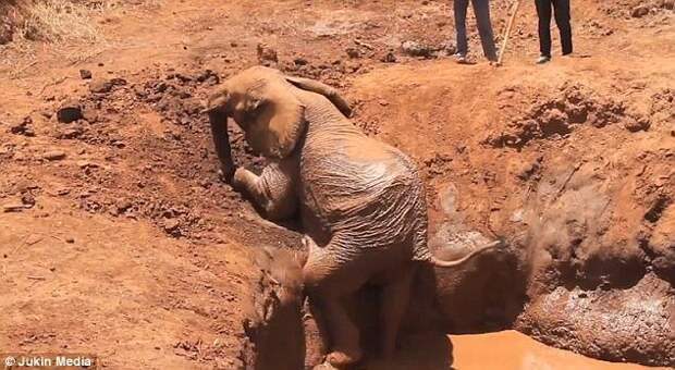 Слон пытался найти путь к свободе, но безуспешно видео, национальный парк, слон, слоненок, спасение животного, спасение слона, танзания, трогательное