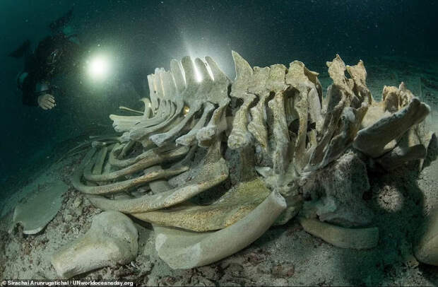 Скелет кита Брайда у острова Ко Хаа